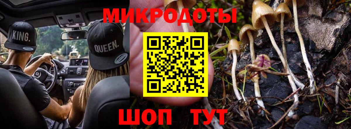 Псилоцибиновые грибы Cubensis Гатчина